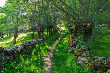 Obraz premium A path between the forest and the grass in spring