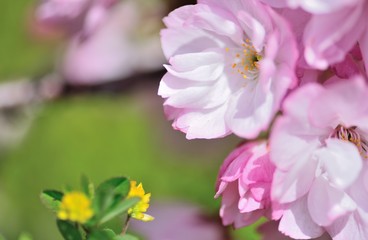 雑草の小さな花と話をしている旭山桜の花