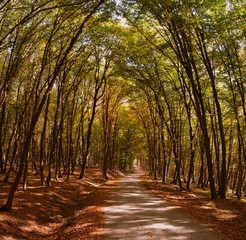 Obraz premium a road through forest trees yellowed