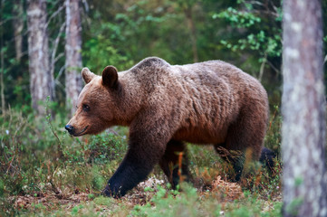 Brown Bear (Ursus arctos) photographed in the finnish taiga.