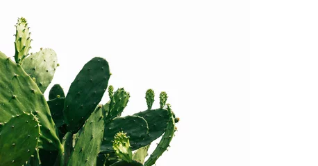 Printed kitchen splashbacks Cactus green cactus on white background