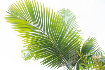 Fototapeta na wymiar palmfronds on white background