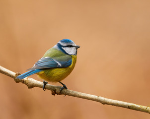 Fototapeta premium Modraszka zwyczajna (Cyanistes caeruleus)