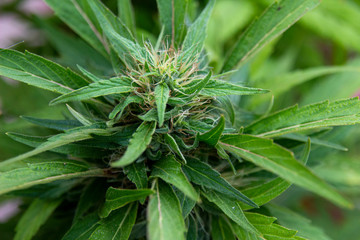 Closeup of Marijuana plant