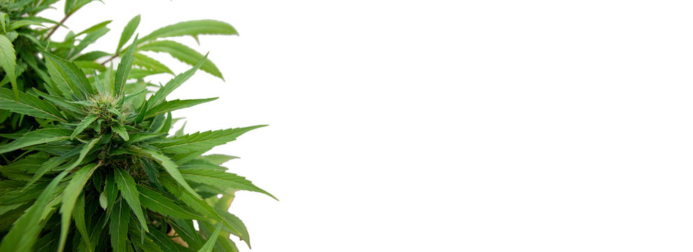 Cannabis plant on white background