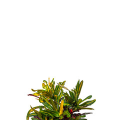 Green and yellow croton plant on white ground © Astrid
