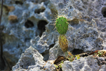 Lonely Cactus on rock