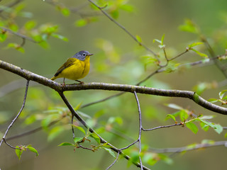 Nashville Warbler Perched in Tree in Spring