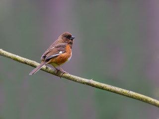 Female eastern towhee perched on tree branch in Spring