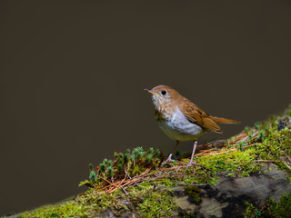 Veery Perched on Log Covered in Moss in Spring
