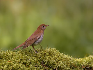 Veery Perched on Log Covered in Moss in Spring