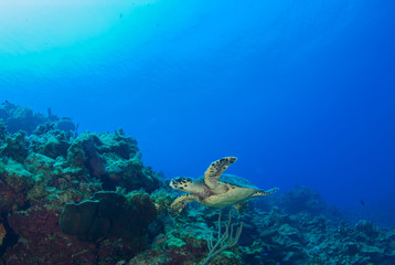Fototapeta na wymiar A turtle in his happy place. The wamr water of the Cayman Islands offers a perfect environment for this sea creature. The turtle lives on the reef and comes into shore to lay eggs