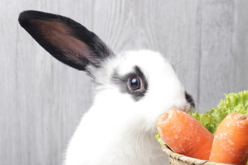 Close up Little White Rabbit Bunny with Black Ears