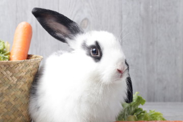 Close up White Cute Rabbit with Bright Eyes