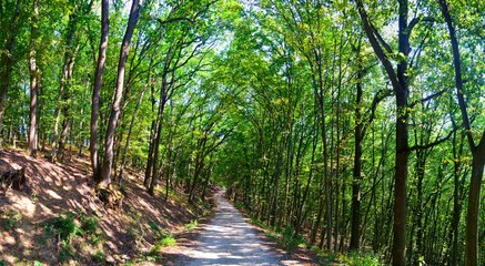 a road in the green forest