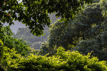 The lush vegetation of the Botanical Garden of Rio de Janeiro in the Brazilian autumn.