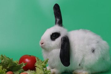 Black and White Bunny Rabbit with Red Tomato