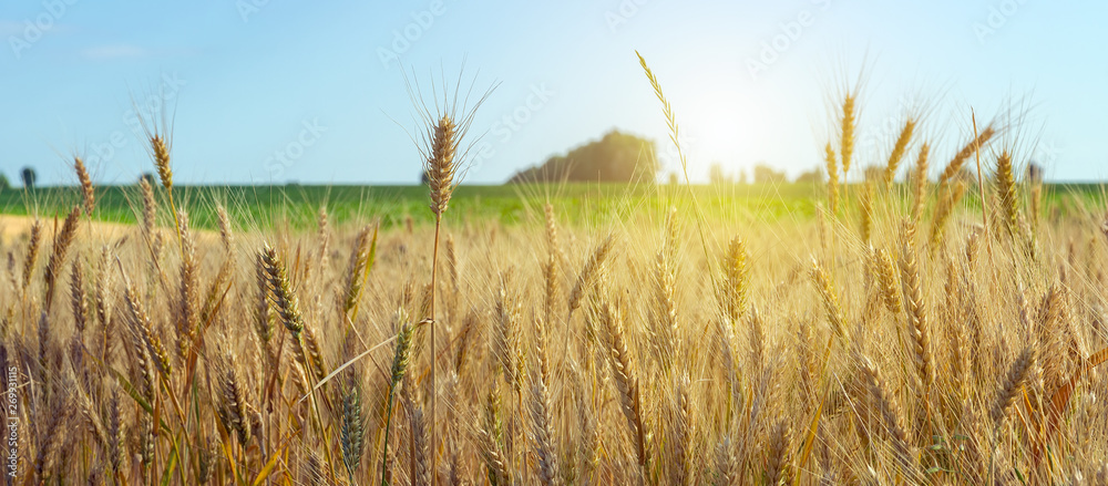 Wall mural agriculture wheat crop field summer landscape rich harvest