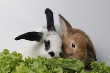 Little White Bunny Rabbit and Little Brown Bunny Rabbit on White Background