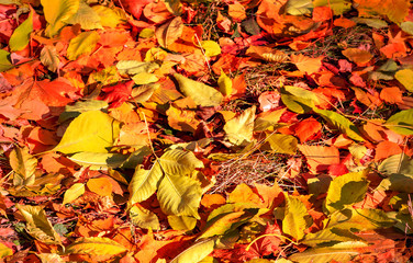 autumn natural background yellow and red trees