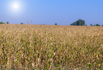 Panorama Agriculture Corn grown in farmland crop field summer landscape