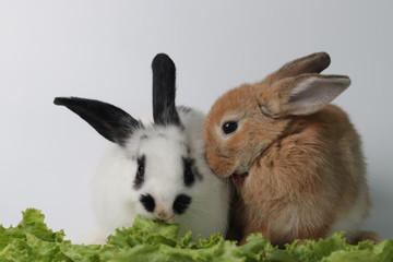 Little White Bunny with Black Ears and Little Brown Bunny