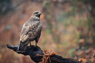 Buzzard  (Buteo buteo) perched on a branch.