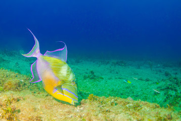 A triggerfish feeding in the hard pan. The shot was taken from the Cayman Islands in the Caribbean. This colourful fish lives in the reef