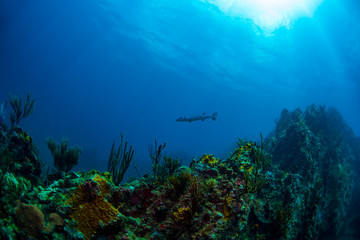 Fototapeta premium A loan barracuda swimming near the Rhone wreck