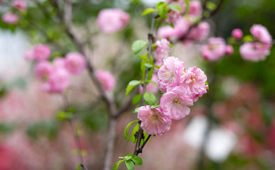 Naklejka premium Pink plum blossom is blooming in the park.