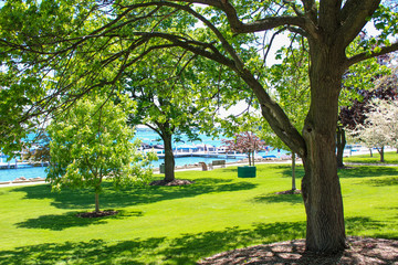 Fototapeta na wymiar Green trees and grass at Lake Geneva