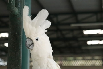 White - crested cockatoo is in the zoo