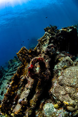Scuba diving on the Rhone wreck
