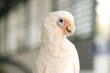 portrait of a bird
