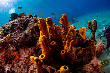 Yellow tube sponges on the reef © Bruce