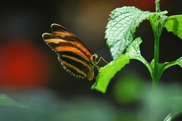 Butterfly on Leaf