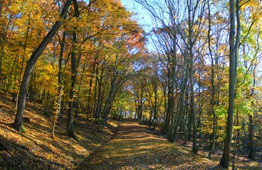 Obraz premium a road through forest trees yellowed