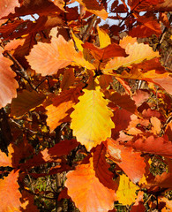 Leaf fall. Background of autumn leaves. Autumn