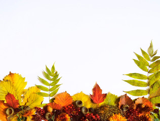 Autumn. White background. Autumn leaves acorn apple and flowers