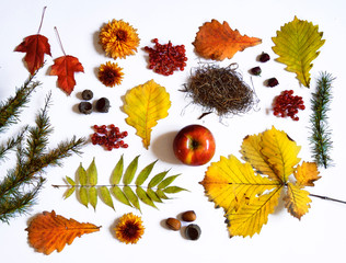 Autumn. White background. Autumn leaves acorn apple and flowers