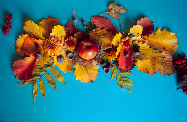 Autumn. Blue background. Autumn leaves acorn apple and flowers. October.
