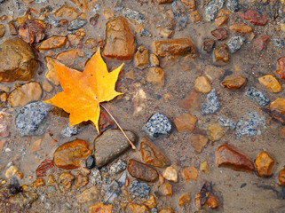 A maple leaf lies in a puddle. Wet water. Stones are orange. Maple Leaf. Orange yellow green brown.