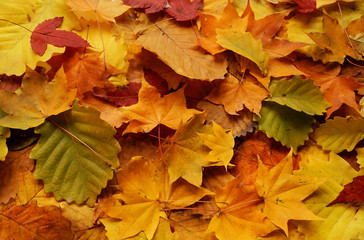 Leaf fall. Background of autumn leaves. Autumn
