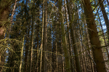 Spring in Hellenthal