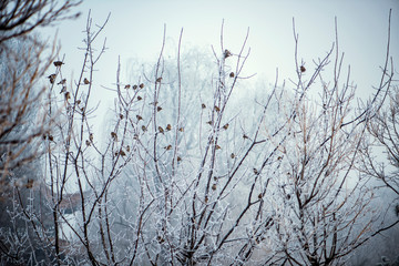 In winter, a group of sparrows landed on the foggy trees, making the background more imaginative.