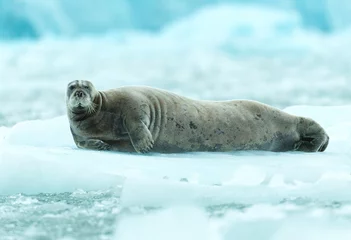Fotobehang Baardrob Bearded seal on ice