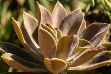 Succulent