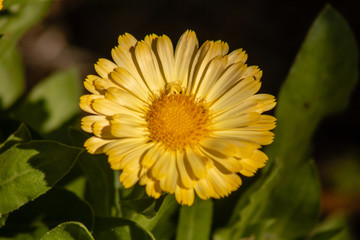 Bright yellow flower