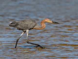 Reddish Egret Walking on the Pond