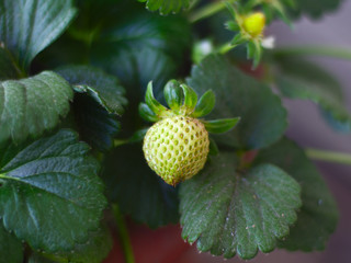 Unripe strawberry between leaves